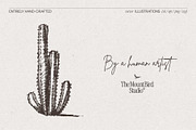 Sketch Cacti Vector Bundle, a Seasonal Illustration by TheMountBirdStudio (Thumbnail 3 of 14)
