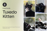 8 Image Bundle: Tuxedo Kitten, an Animal Photo by Happiestscone Photography (Thumbnail 1 of 3)