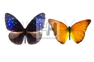 Watercolor Butterflies, 10 Png 2