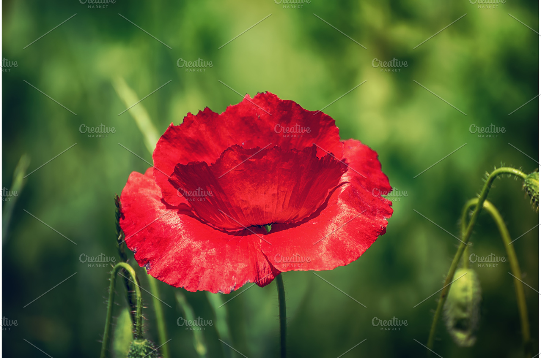 Red spring poppy, a Nature Photo by Nature and travel
