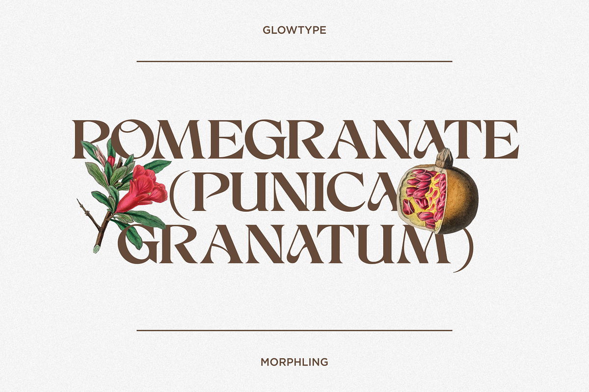 Morphling, a Serif Font by Glowtype (Photo 4 of 12)