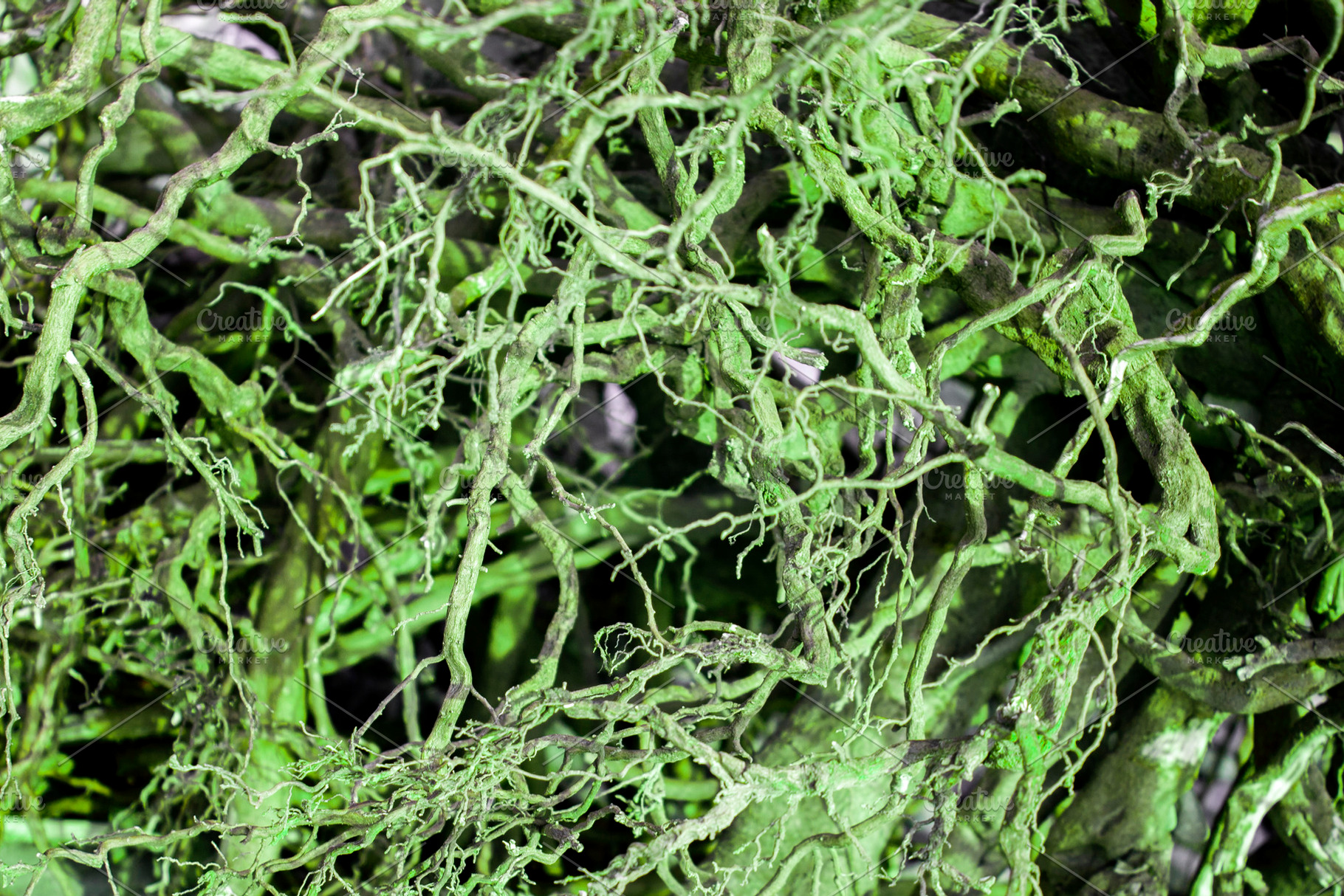 Abstract view of of roots and branch, an Abstract Photo by Schreibikus