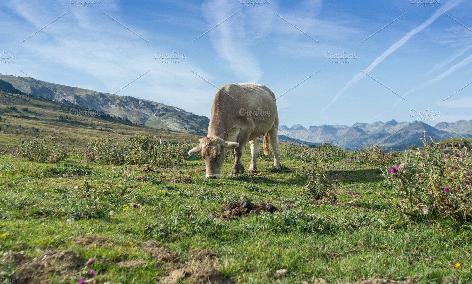 Cows grazing in meadows stock photo containing agriculture and animal, a Nature Photo by expressiovisual