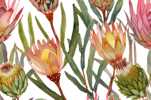 Watercolor Fynbos Flowers