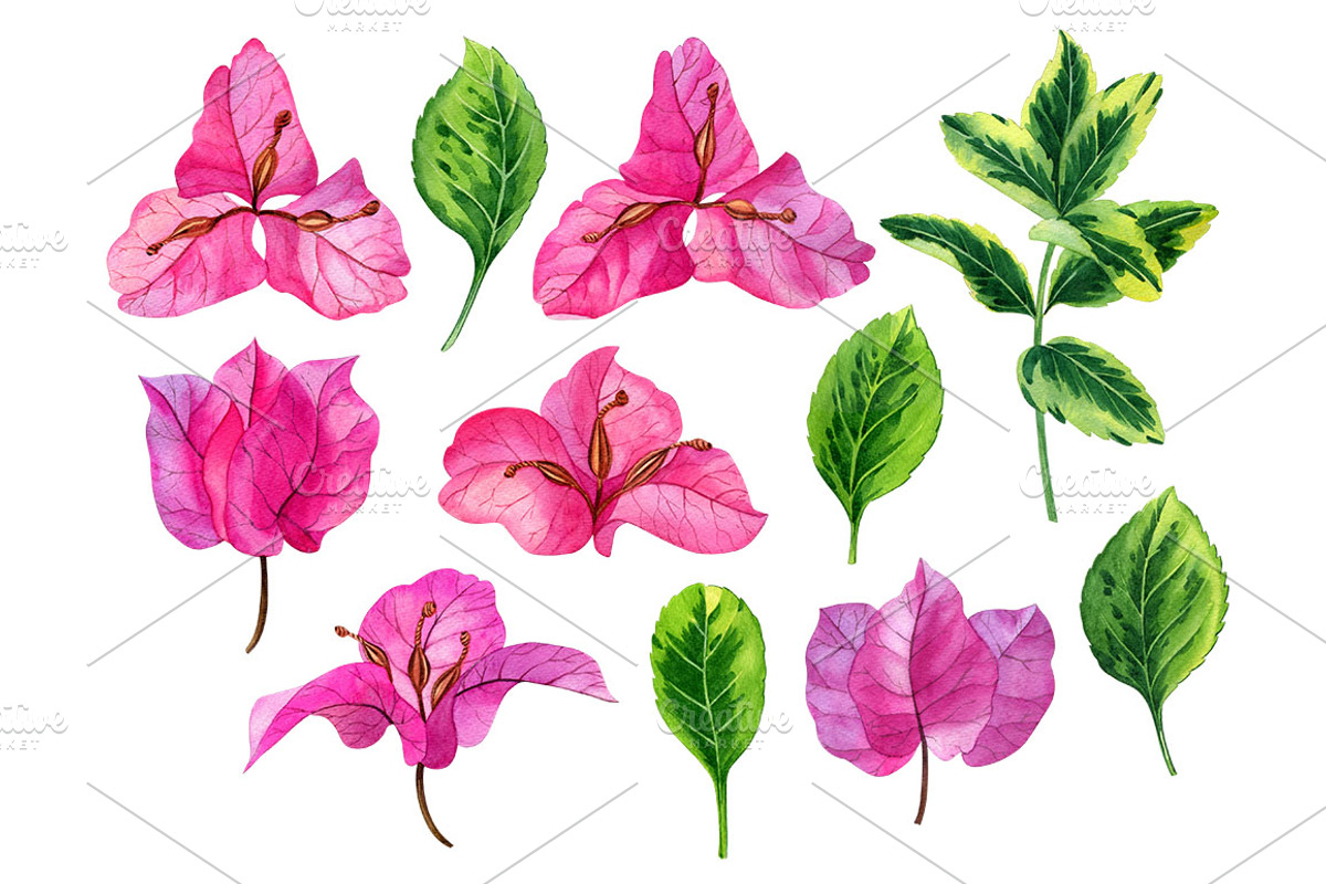 Bougainvillea flowers, a Decorative Illustration by Watercolor life (Photo 2 of 4)