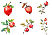 Watercolor Rose Hip Clipart, an Illustration by Watercolor design (Thumbnail 3 of 4)