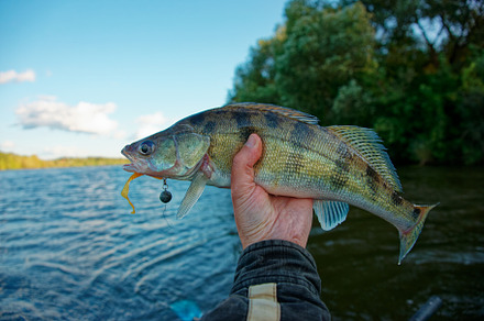 Fisherman holding walleye