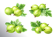 Amber Gooseberry. Watercolor set, a Food Illustration by Daria Ustiugova (Thumbnail 8 of 23)