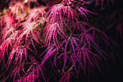 Japan Alpine Autumn & Winter Frost, a Nature Photo by Silent Nature (Thumbnail 6 of 6)