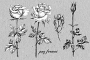 Elegant Roses Arrangements, a Decorative Illustration by Valentyna Smordova (Thumbnail 4 of 13)