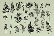 Vintage Herbs & Flowers mega set, an Object Illustration by Garden in frame (Thumbnail 3 of 8)