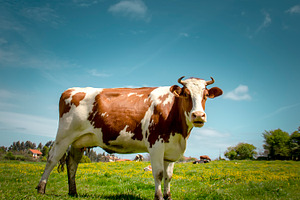 Cow featuring agriculture, animal, and background