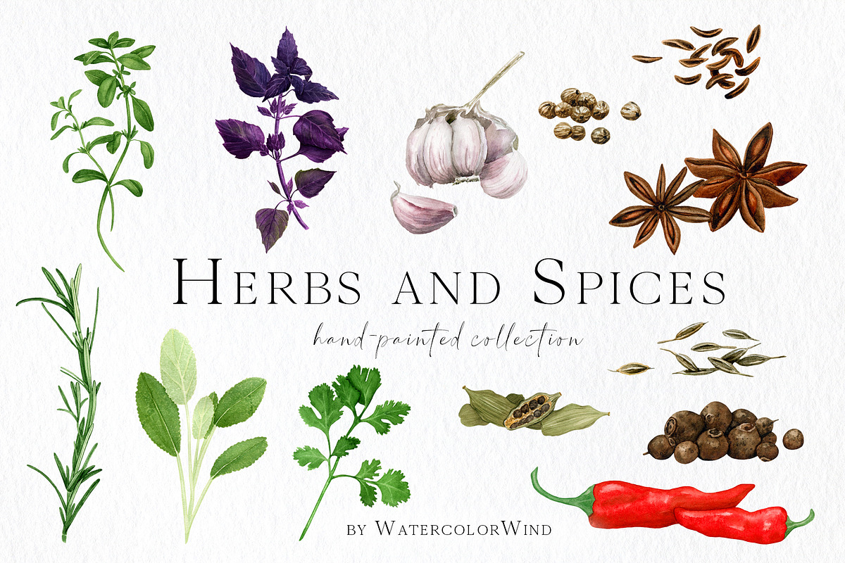 Culinary Herbs and Spices Clipart, a Decorative Illustration by WatercolorWind (Photo 1 of 6)