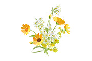 Vector object brushes. Primula., a Brush Add-On by Peolla (Thumbnail 14 of 17)