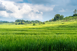 Green rice field in Sulawesi countryside, Indonesia under cloudy, a Nature Photo by GoodGoods