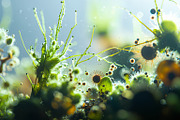 52 Fictional Microscopic Organisms, an Abstract Photo by h.utomo (Thumbnail 13 of 52)
