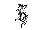 Botanical bundle - svg, png, a Decorative Illustration by Watercolor_Vector Graphic (Thumbnail 19 of 26)