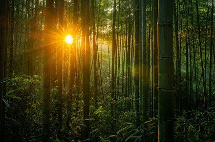 Golden sunlight streams through tall, a Photo by Tanuart
