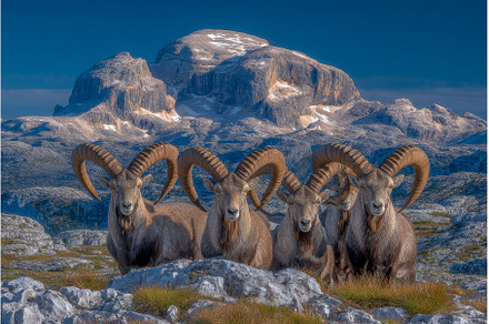 On a warm summer day, a herd of, an Animal Photo by ZinetroN