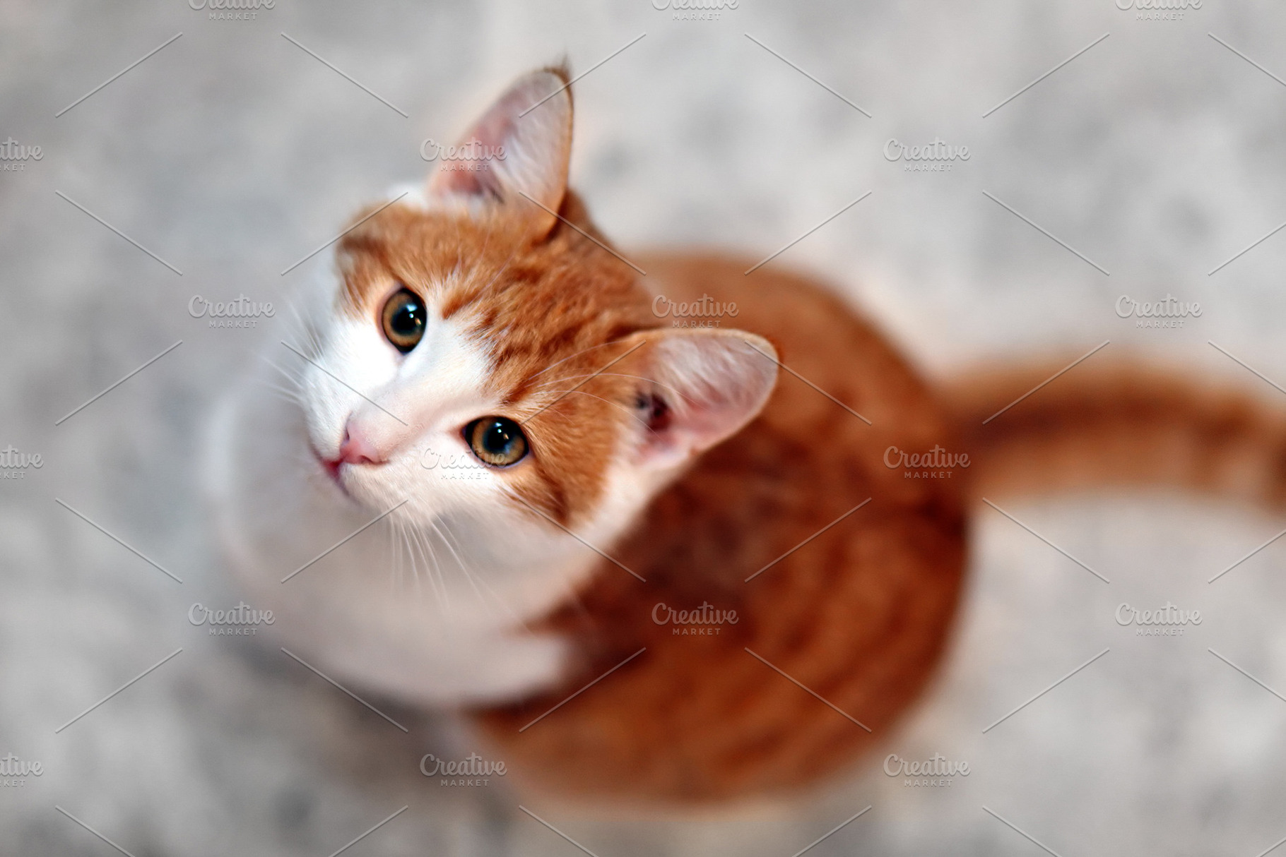 Young hungry cat, a Photo by saiko3p