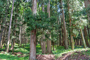 Cedar forest near Shirakawa-go village in rural Japan, a Nature Photo by GoodGoods