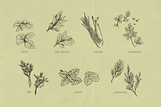 Pencil Drawing Culinary Herbs, an Illustration by elpple (Thumbnail 2 of 6)