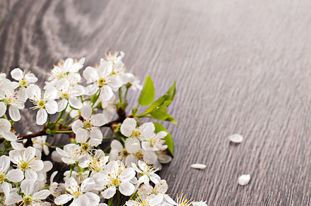 Spring Flowers On Light Background preview 4