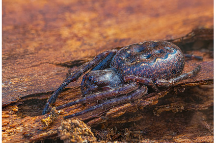 walnut orb-weaver spider - Nuctenea, an Animal Photo by Lukas Jonaitis SHOP