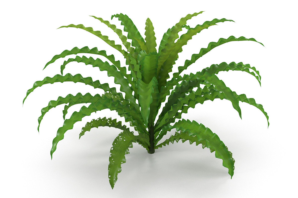 Pogostemon helferi, a Plants & Tree 3D Model by AndrewWhite (Photo 1 of 9)
