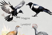 Australian Native Birds Clipart, an Animal Illustration by Pawcasso's Portraits (Thumbnail 7 of 7)