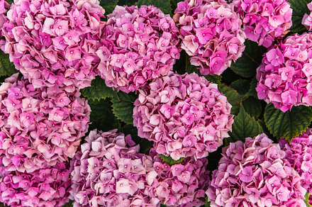 Pink hydrangea flowers bush featuring hydrangea, flowers, and hydrangea photo