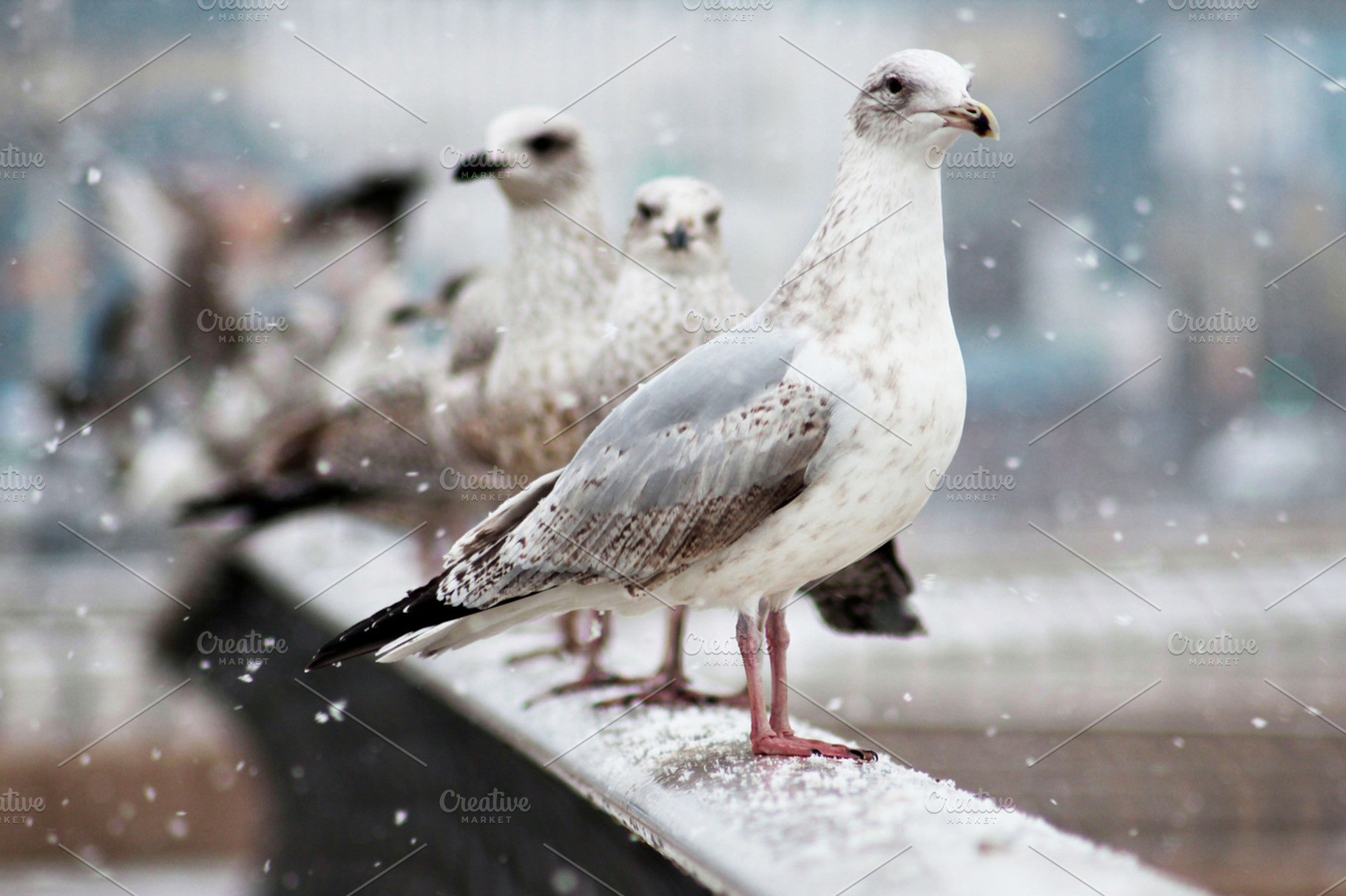 Seagull containing snow, seagull, and animal
