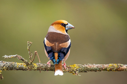 Grosbeak perched on its perch with out of focus backgrounds, an Animal Photo by Nat