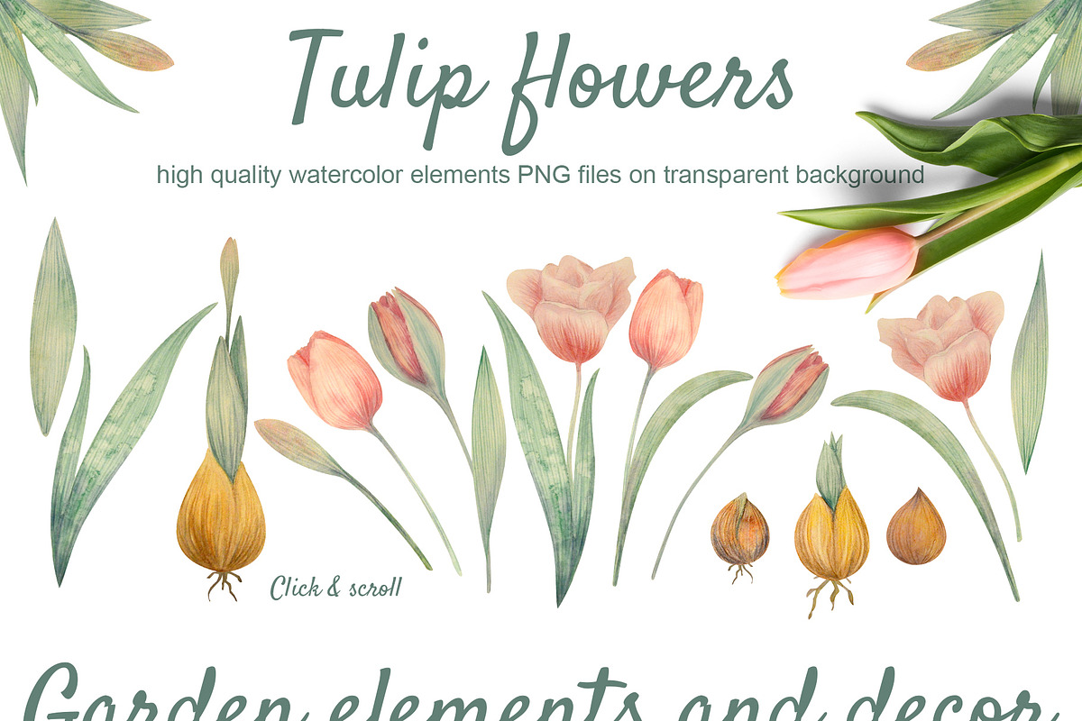 Watercolor Spring Tulip Set, an Object Graphic by NataliArkushArt