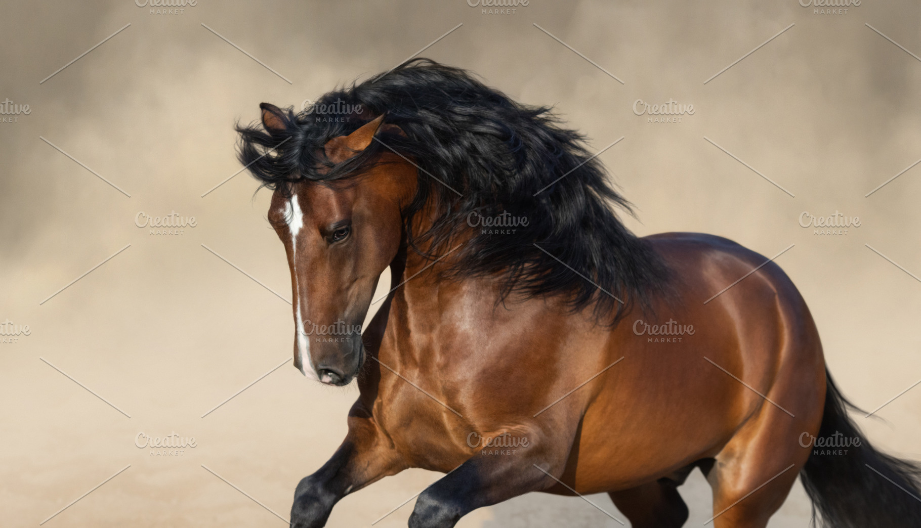 Purebred andalusian horse stock photo containing horse gallop and horse, an Animal Photo by Horses and Dogs