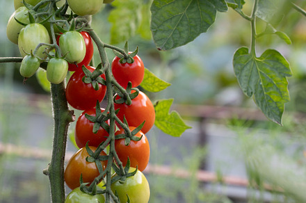 red ripe cherry tomatoes grown