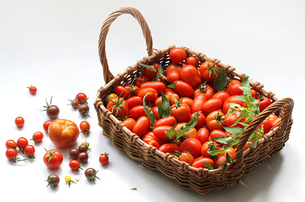 harvest tomatoes, a Photo by BalaguR