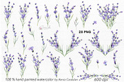 Lavender Watercolor Collection, an Object Illustration by CaraulanStore (Thumbnail 3 of 9)