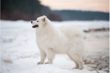 Samoyed white dog is on snow, an Animal Photo by COLORFUL