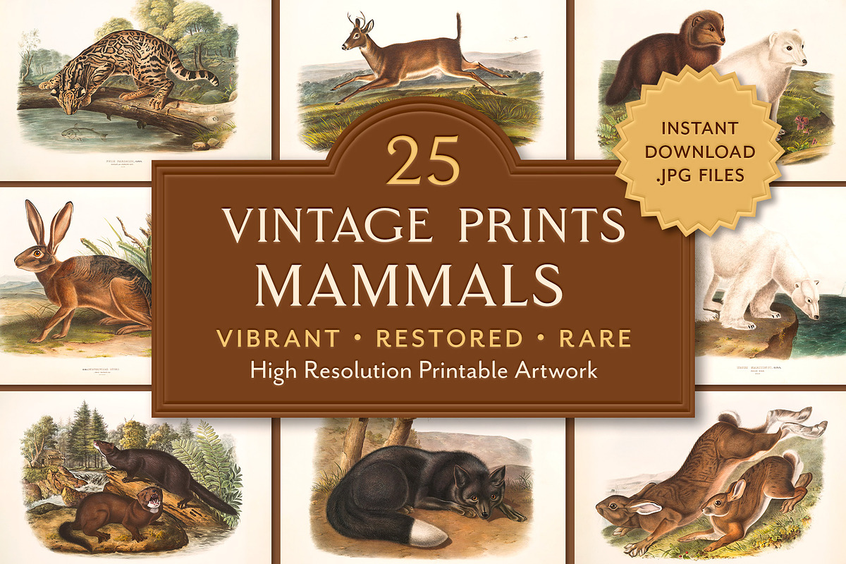 25 Vintage Mammal Prints by Audubon, an Animal Illustration by The Object Atlas (Photo 1 of 10)