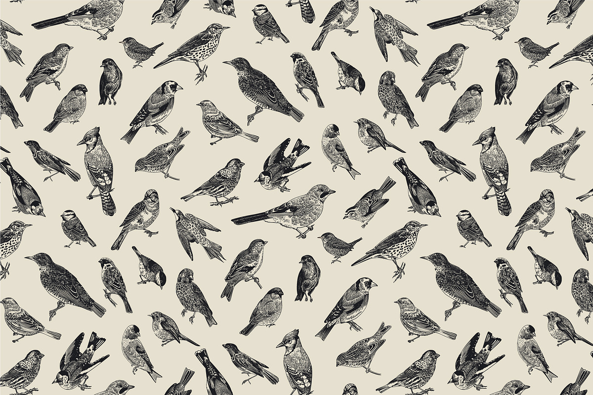 Garden Birds. Black & white, an Animal Illustration by olga.korneeva (Photo 7 of 7)