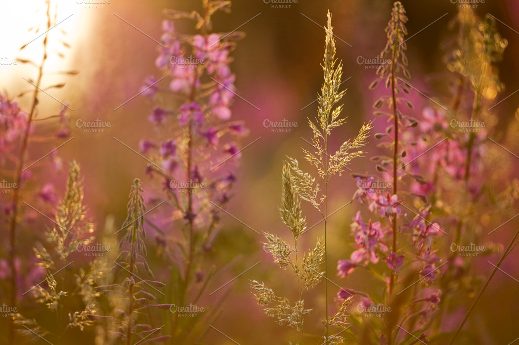Dreamy Meadow