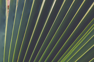 11 Palm Leaves Textures