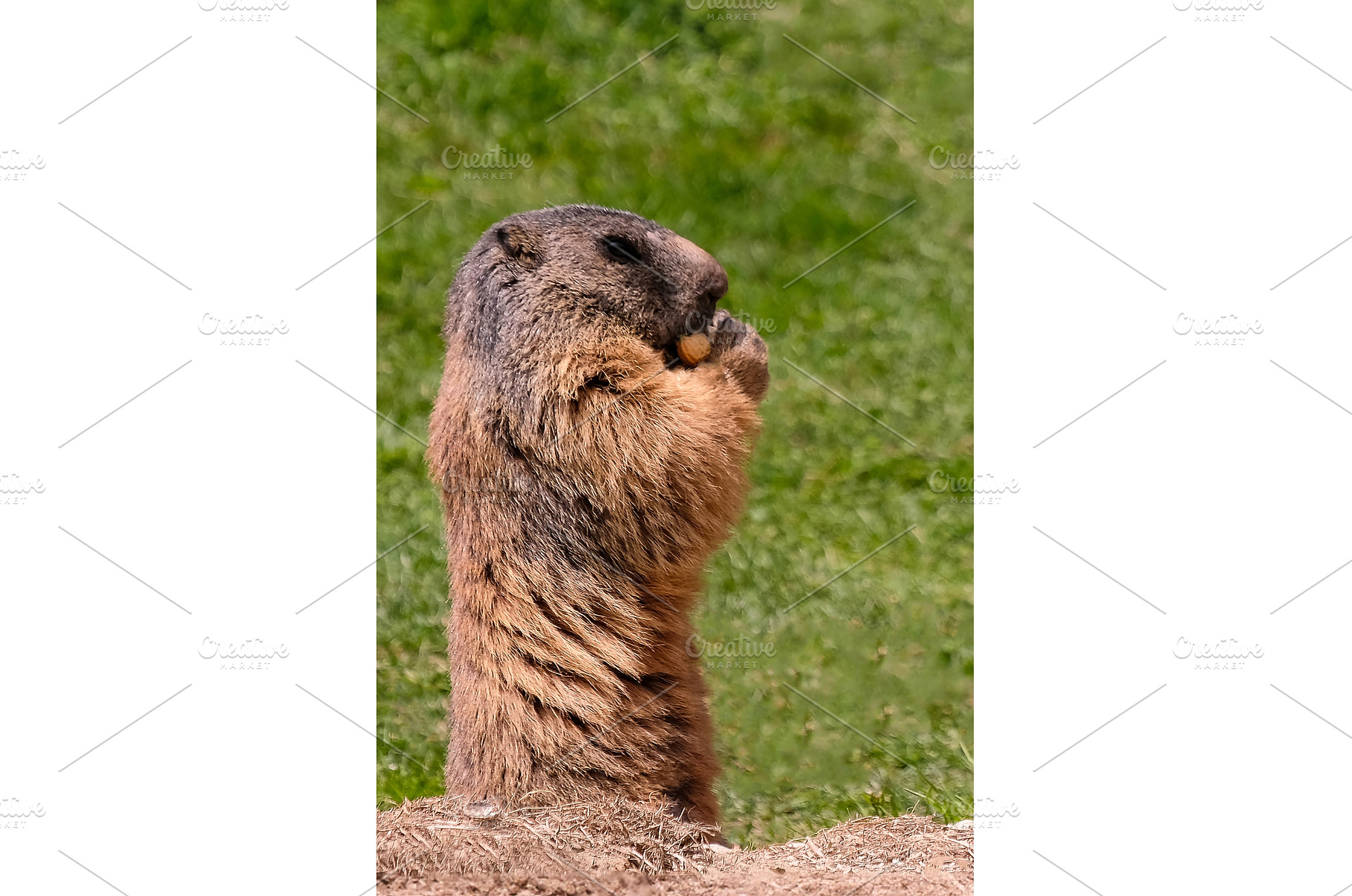 Alpine marmot, marmota marmota. It, an Animal Photo by reisegraf.ch