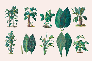 SALE! Botanical Heaven-Illustrations