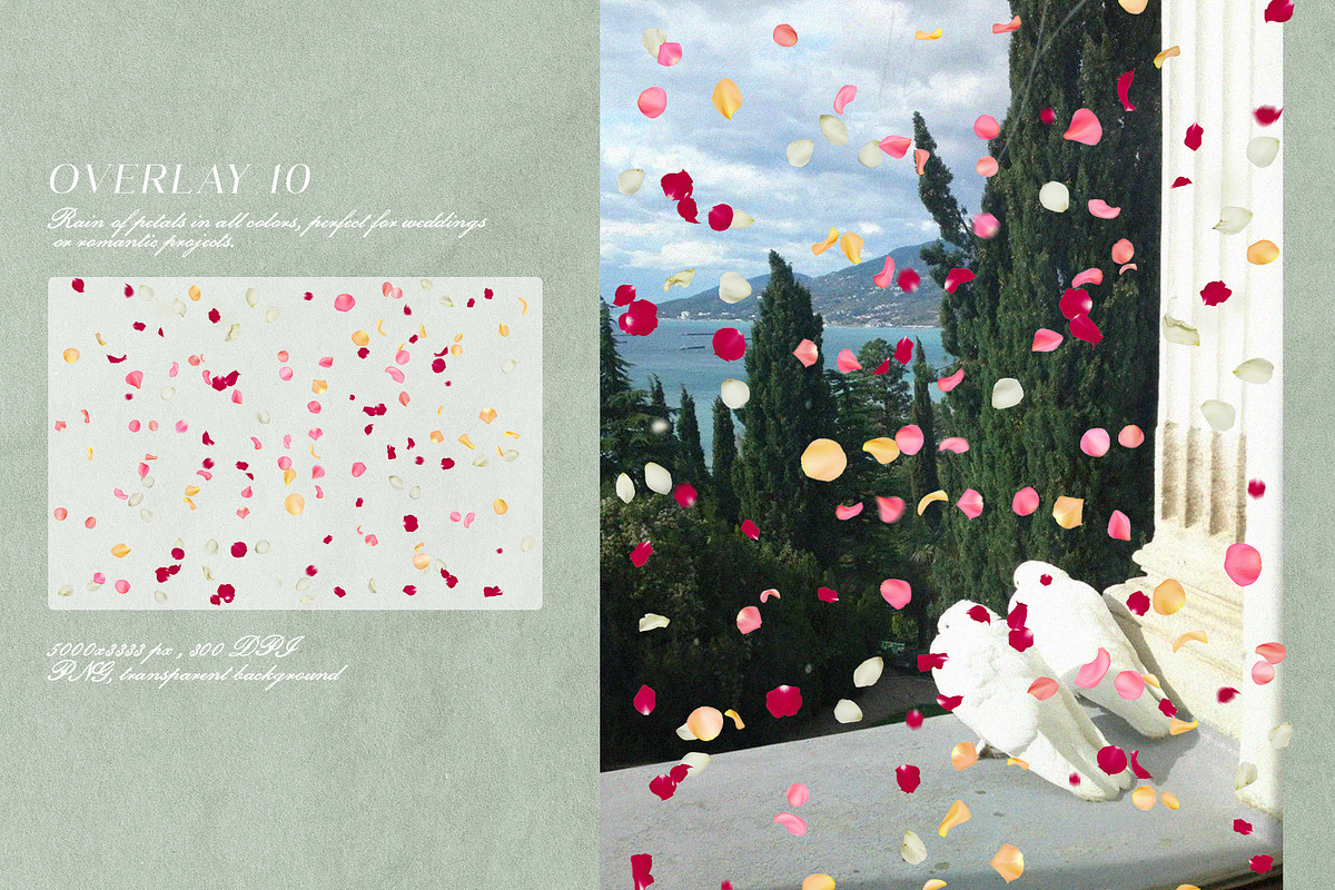 Multicolored Rose Petals Overlays, a Texture Graphic by Kaleriia (Photo 11 of 16)