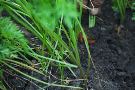 Harvesting organic carrots in the vegetable garden. Cropped fema, an Industrial Photo by TanaCh