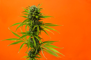 close-up bud marijuana Caramel on or