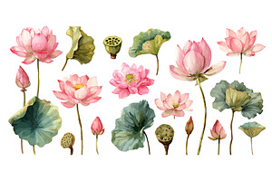 Lotus flower watercolor. Pink, an Object Illustration by Stock-Smart-Start