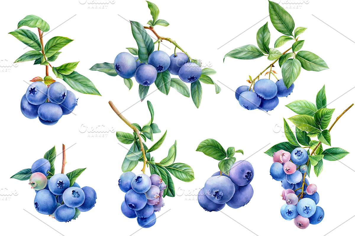 Blueberry, botanical illustration, a Food Illustration by Hanna Hryharenka (Photo 3 of 9)